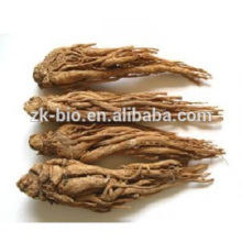 Traditional Chinese Medicine Angelica Extract Powder